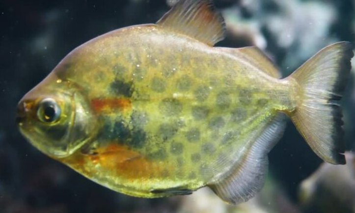 Spotted Doller(2.5")