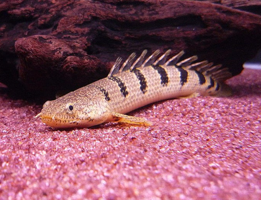 Marble Senegal (8")