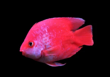 Santa Claus parrot