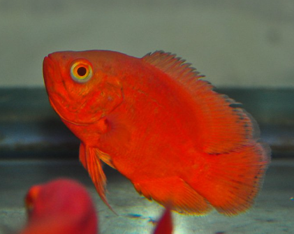 Fire Red oscar