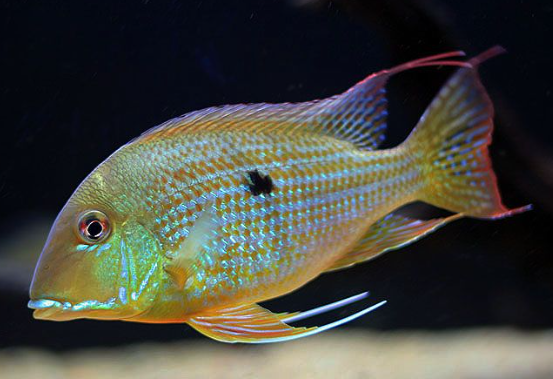 Geophagus Surinamansis