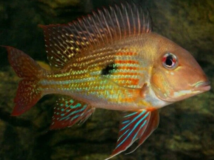 Geophagus Altifrons