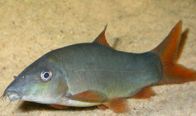 Blue Loach