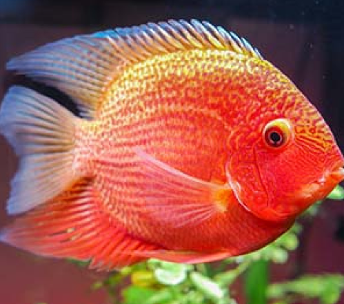 Red Spotted Severam (5.5")