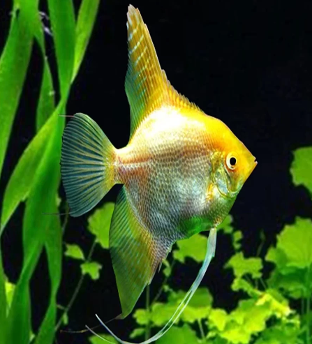 Gold angel