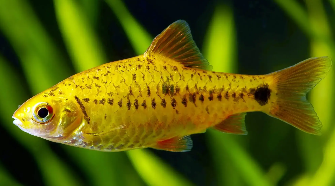 Golden Barb