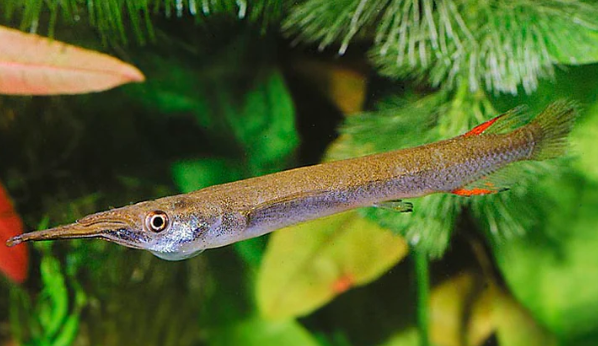 Half Beak Tetra
