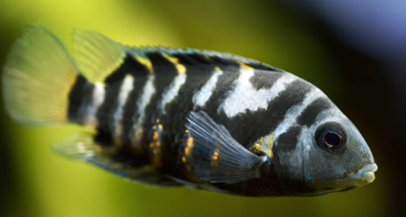 Zebra Convict
