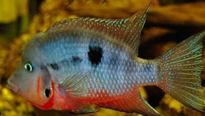 Firemouth