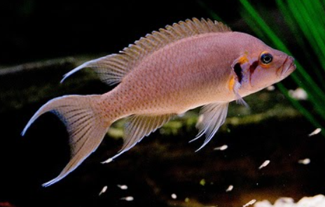 Bichardi