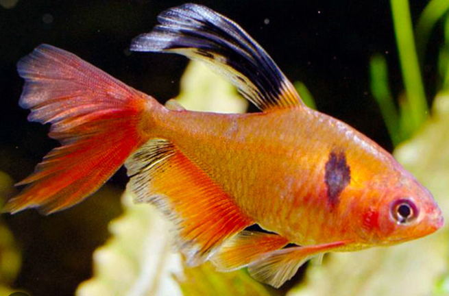 serpe tetra