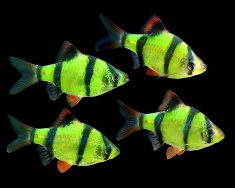 Radium Green tiger