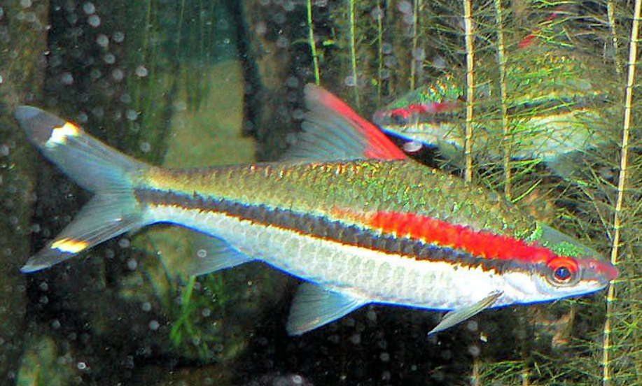 Denison Barb