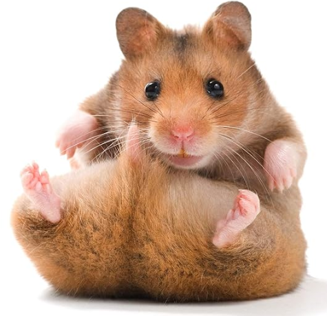 Pet Care International (PCI) Egg Food for Hamster, Sugar Glider, Hedgehog, Mice, Micro Squirrel to Provide Essential Vitamins, Minerals and Nutrients for Healthy PetCare (Pack of 2) (250grm x 2)