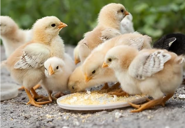 ets Pro Food for Hen Duck Chicks Teetar Batair Feed 1Kg Teetar Batair Premium Bird Food Grower Baby Chicken, Chicks, Pellet Feed (Hen, Duck, BATER, EMU & Other)