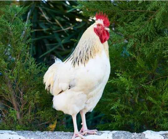Ishaan Feeds (Adult) Food/Feed for Chicks of Hen, Broiler, Emu, Rooster, Duck, Qual (2 KG)