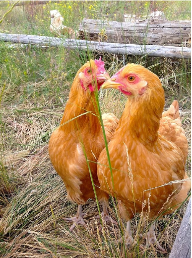 4K argo Chicken/Hen/Poultry Feed for Growing Chicken Birds, Complete Food for 6 to 20 Week Bird, 5 Kg Bio_3501B