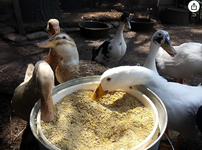 Pets Pro Food for Hen Duck Chicks Teetar Batair Feed 1Kg Teetar Batair Premium Bird Food Grower Baby Chicken, Chicks, Pellet Feed (Hen, Duck, BATER, EMU & Other)