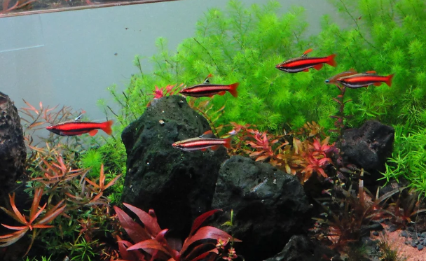 Red Pencil Fish