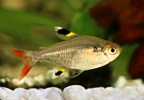 Pristella Tetra