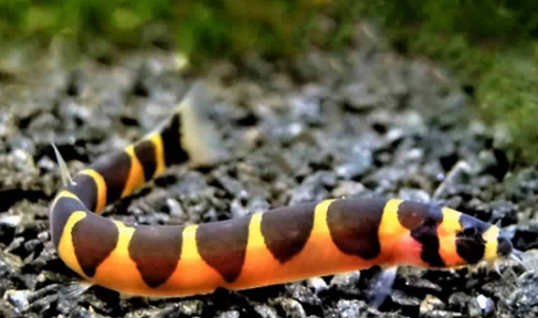 Kuhli loach