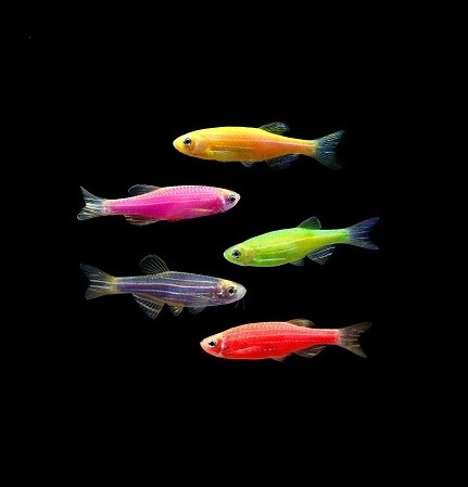 Mixed color Zebra Danio Combo Pack of 12 Qty