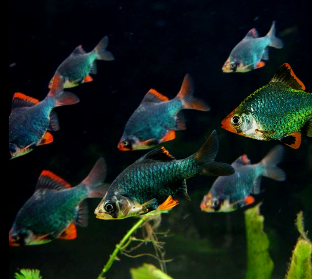 Green Tiger Barb
