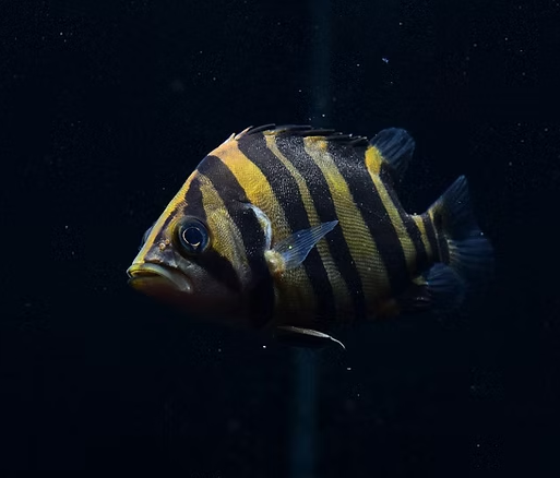 Datnoid Fish