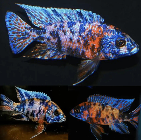 OB Blue Peacock Cichlid