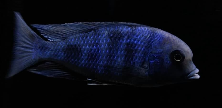Dolphin Cichlid