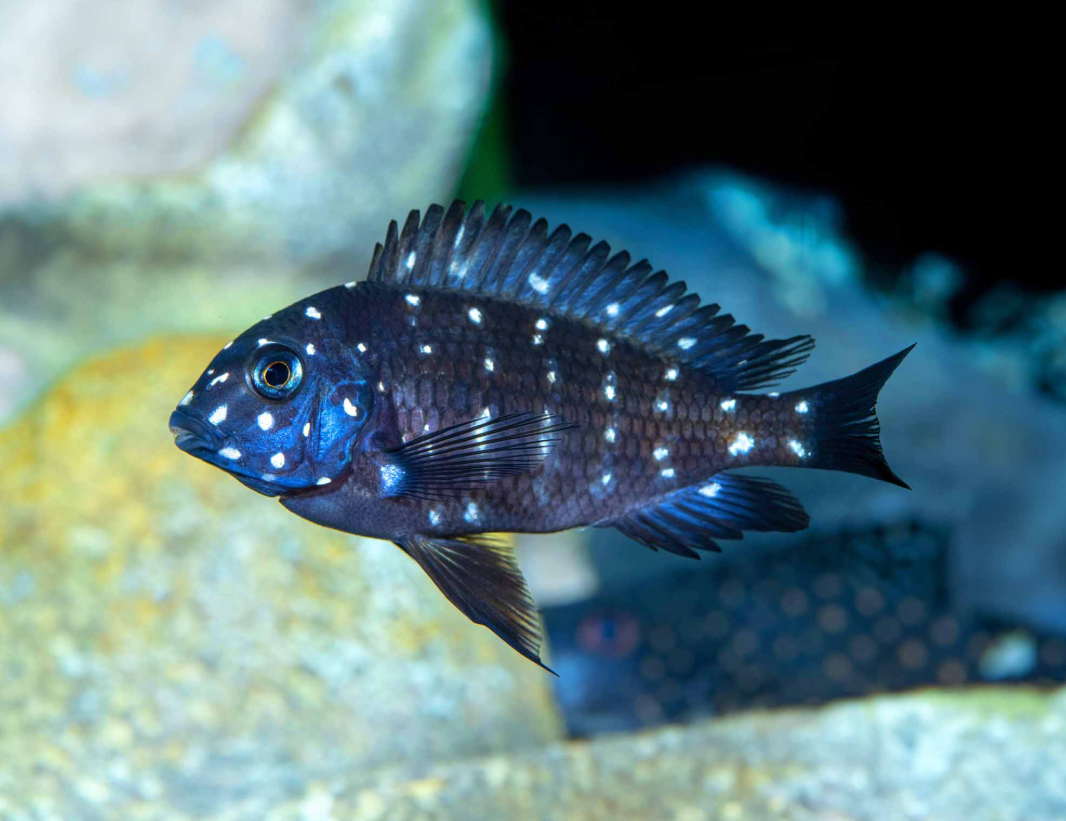 Tropheus duboisi maswa Spotted Duboisi