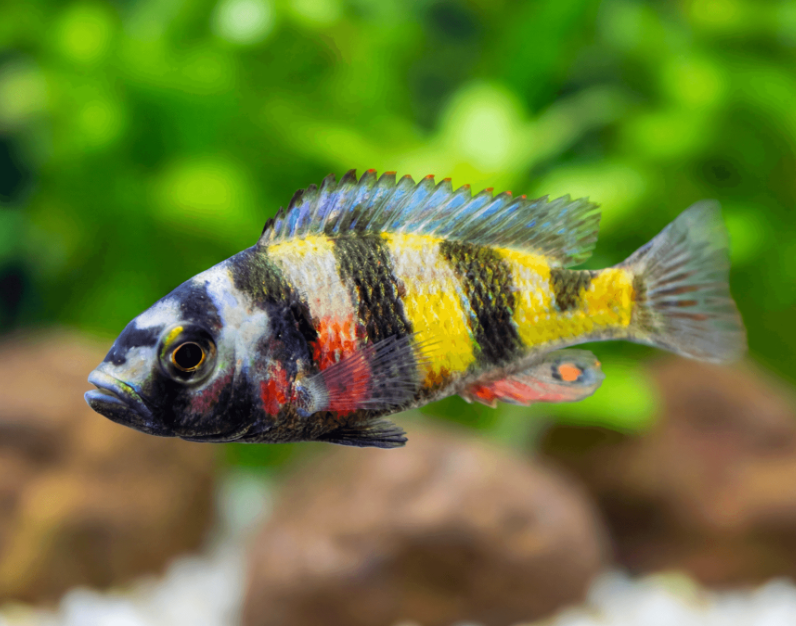 Haplochromis zebra obliquidens