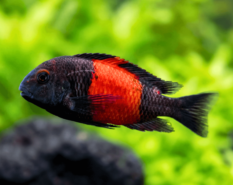 Tropheus moorii bemba