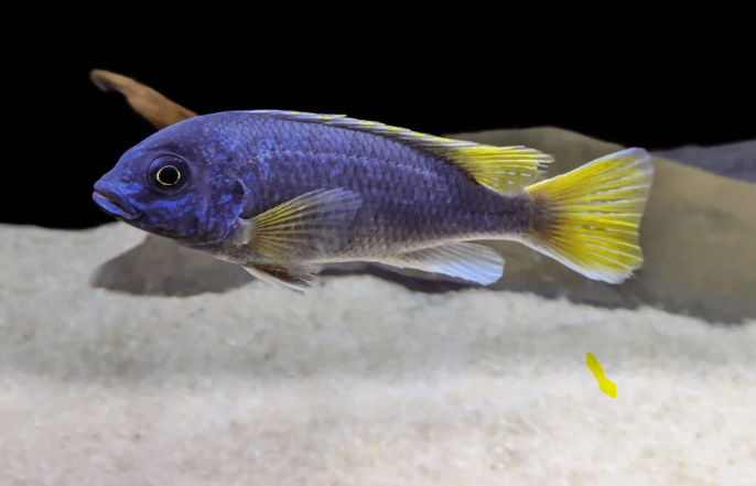 Yellow Tail Acei 3inches Pseudotropheus elegans