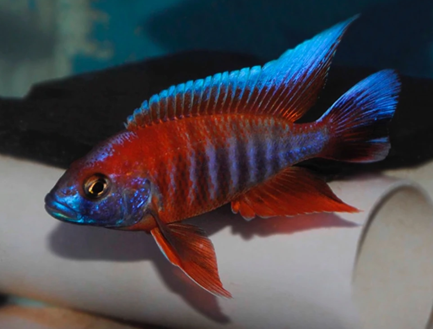 Eureka Red Peacock Cichlid 3 Inch