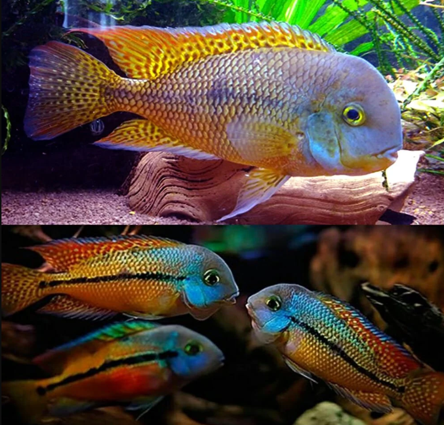 Hypsophrys nicaraguensis Macaw Cichlid 3 inch