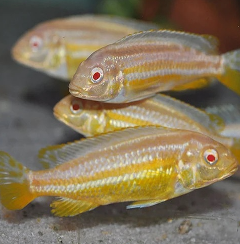 Pseudotropheus johannii / Melanochromis johannii Albino 3inch