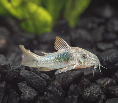 Green cory