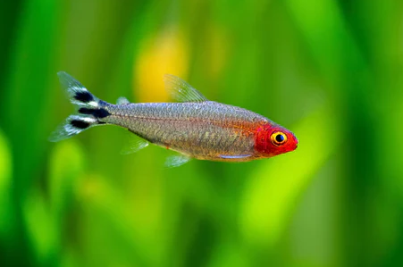 Rummy Nose TETRA