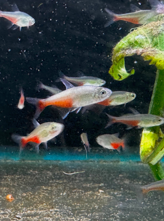 Red Belly Tetra