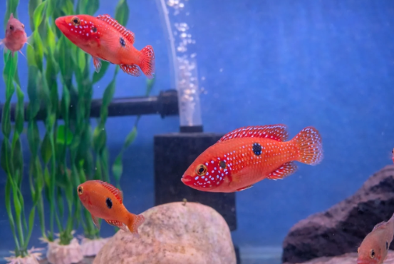 Jewel Cichlid
