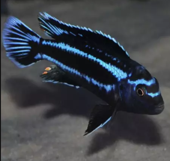 Blue JOHANNII 2.5inch