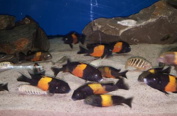 Tropheus Bemba