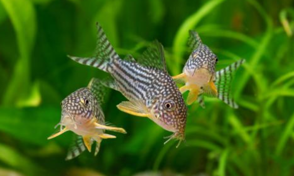 Sterbai Corydora