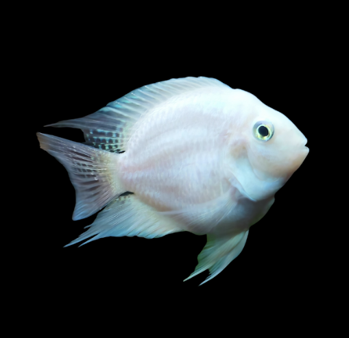 Zebra Convict Albino
