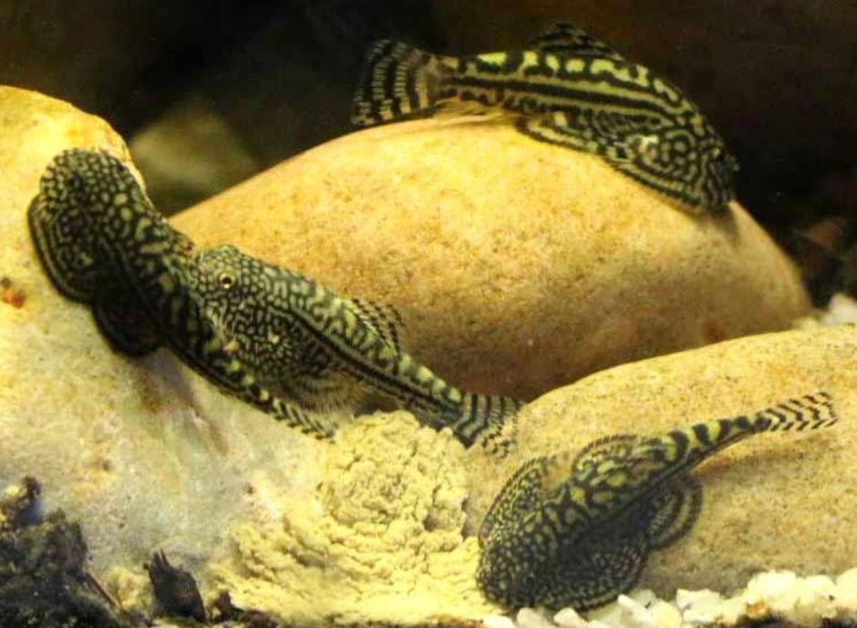 HillStream Loach