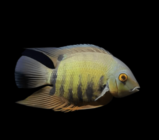 Green hero Severum