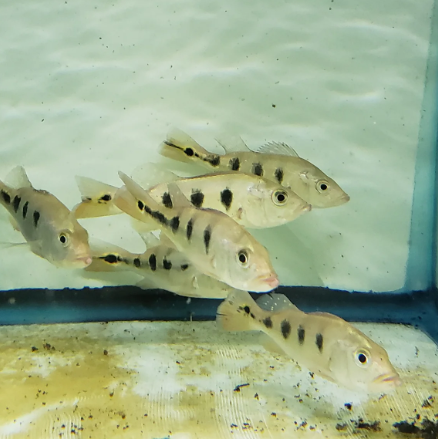 Pecockbass Monoculus (3.5")