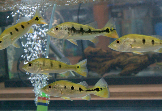 Pecockbass Monoculus (7-7.5)