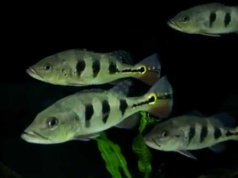 Pecockbass Monoculus (9")